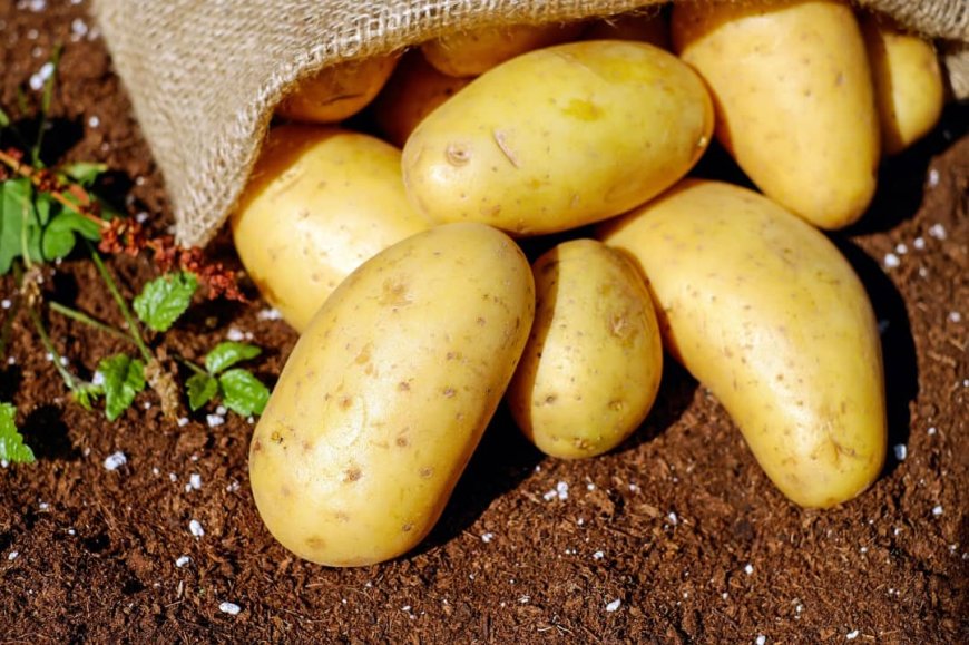 Agriculture : une optimisation de la surface d'alimentation de la pomme de Terre sur la variété Gala