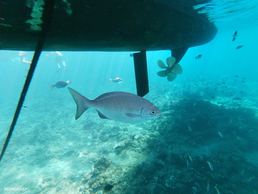 Biodiversité : des experts prônent des solutions innovantes face aux défis environnementaux en Afrique