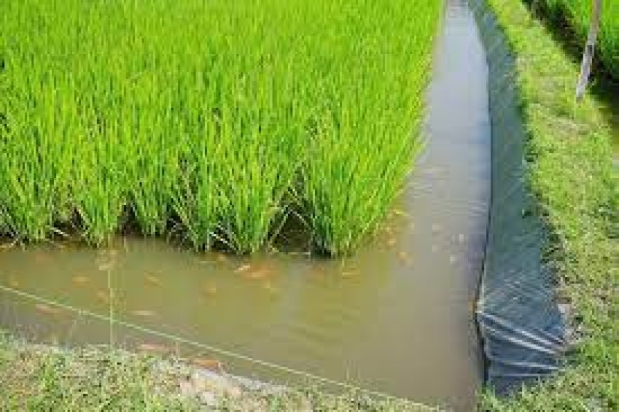 Mali-Rizipisciculture : un système innovant pour améliorer la productivité agricole et la fertilité des sols
