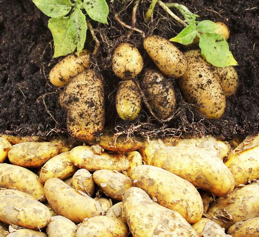 Santé : une découverte majeure sur les origines et bienfaits de la pomme de terre pour la santé humaine