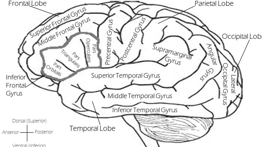 Le cerveau vieillit-il à cause de « bouchons » dans les usines à protéines ?