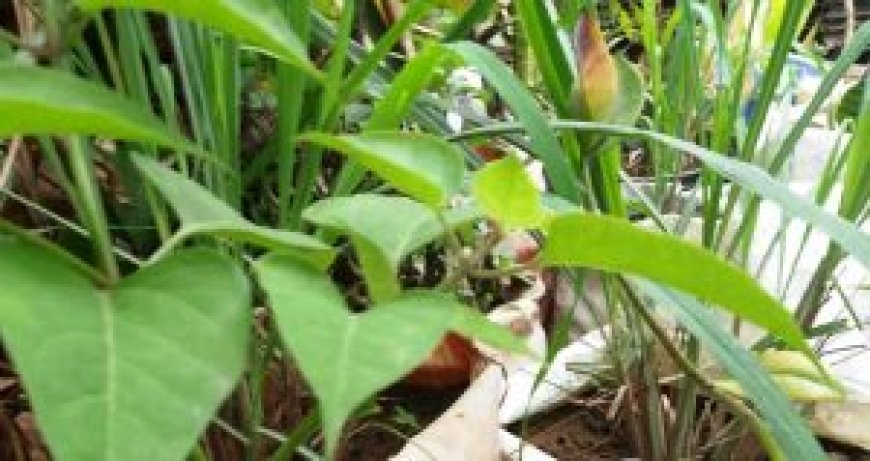 Développement durable : face aux défis climatiques, la Côte d’Ivoire mise sur l’engrais issu des boues de vidange