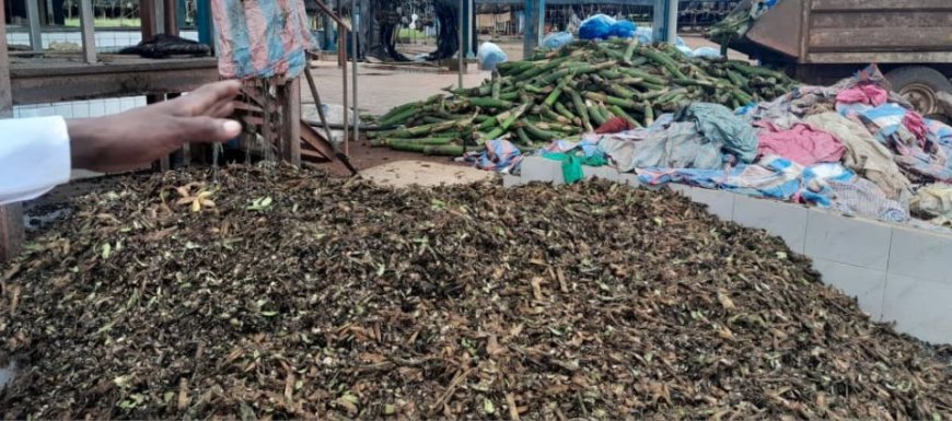 Côte d’Ivoire : une société coopérative recycle les déchets de bananes dessert et de cacao en engrais 100 % naturel pour une agriculture durable dans le nord ivoirien