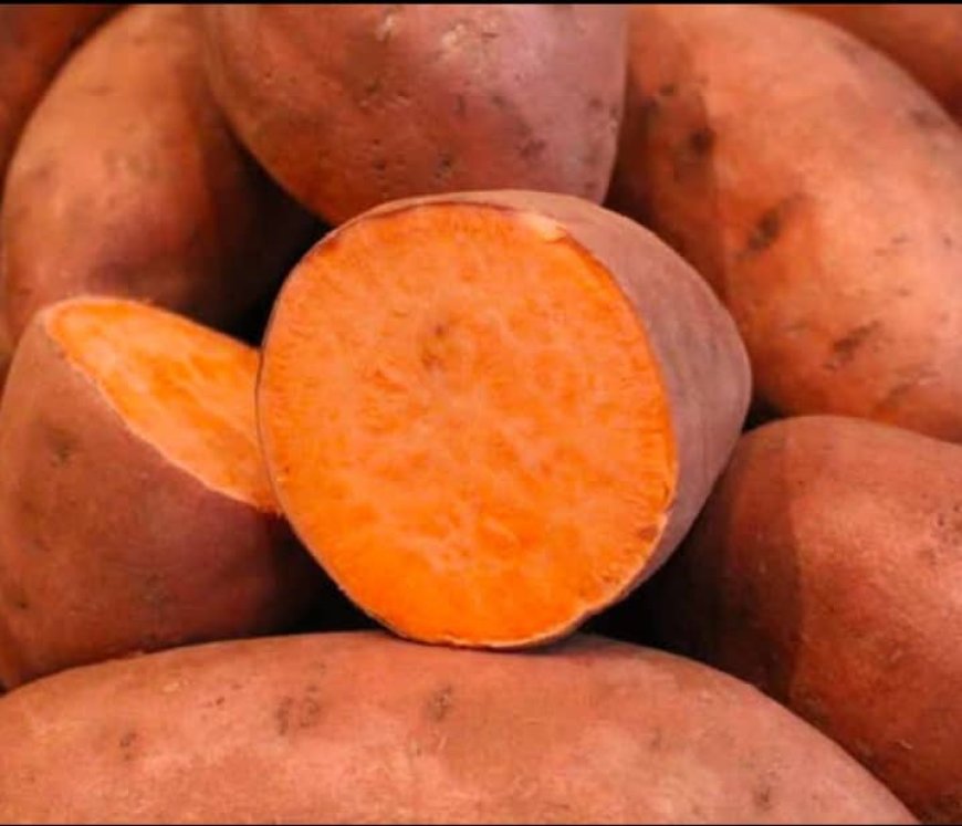 Côte d’Ivoire : des chercheurs ivoiriens trouvent une variété de patate douce comme solution à la carence en vitamine A chez la femme enceinte