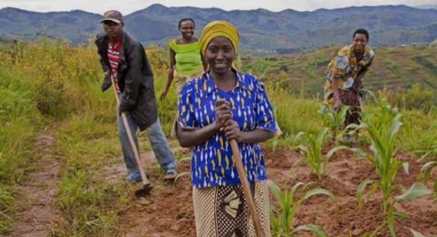 Changement climatique : plus de 90 % des pays du monde sont exposés à une baisse de rendement des principales cultures vivrières