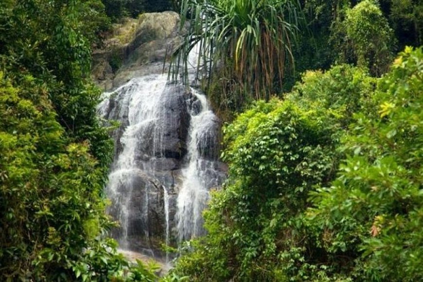 COP30 : la Côte d’Ivoire ambitionne un reboisement de 170 000 hectares de son couvert forestier d’ici 2029