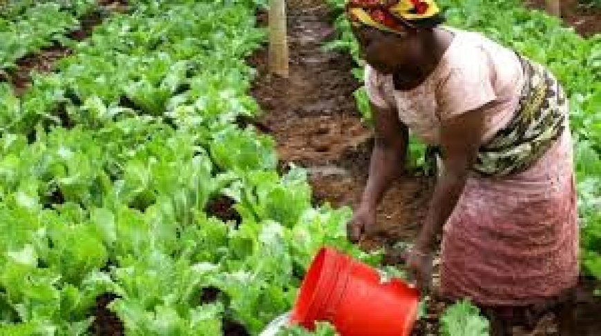 Lutte contre la faim : une chercheuse sénégalaise mise sur l’agriculture solaire