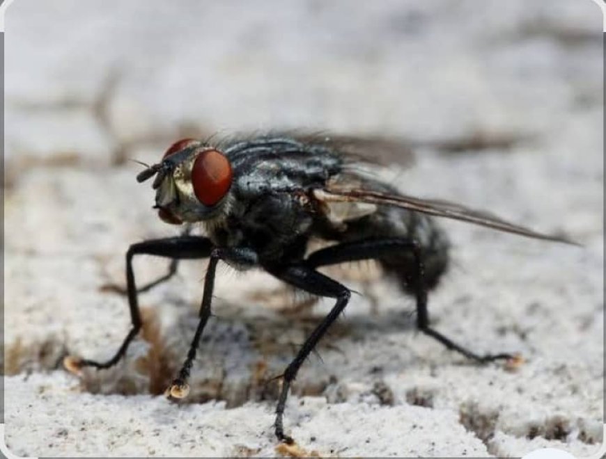 Côte d’Ivoire : l’ANPI ambitionne de promouvoir l’élevage des mouches