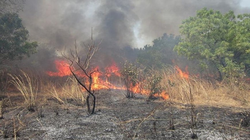Côte d'Ivoire : les feux de brousse détruisent près de 200 000 hectares de forêts sur l’ensemble du territoire national
