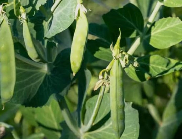 Déforestation : des chercheurs et journalistes africains encouragent les producteurs agricoles à cultiver des légumineuses pour restaurer les sols dégradés