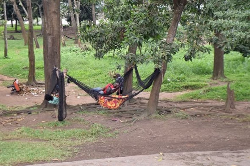 Côte d'Ivoire-Environnement : Abidjan face au défi de la restauration écologique de ses jardins publics