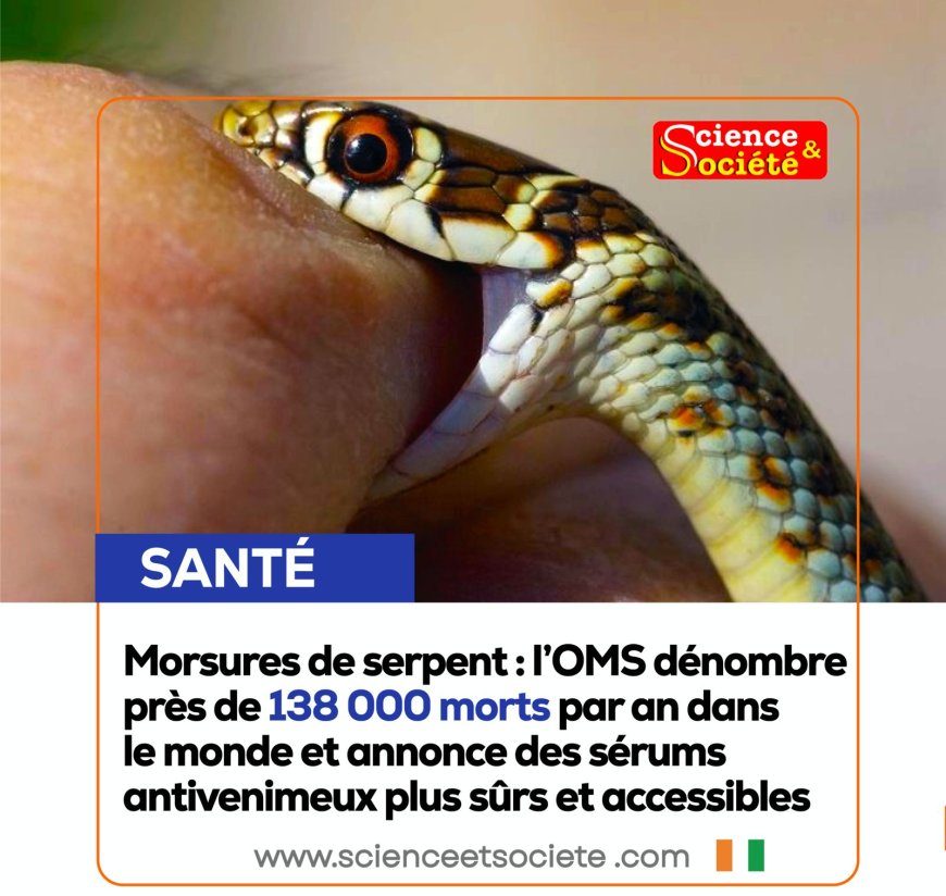 Morsures de serpent : l’OMS dénombre près de 138 000 morts par an dans le monde et annonce des sérums antivenimeux plus sûrs et accessibles