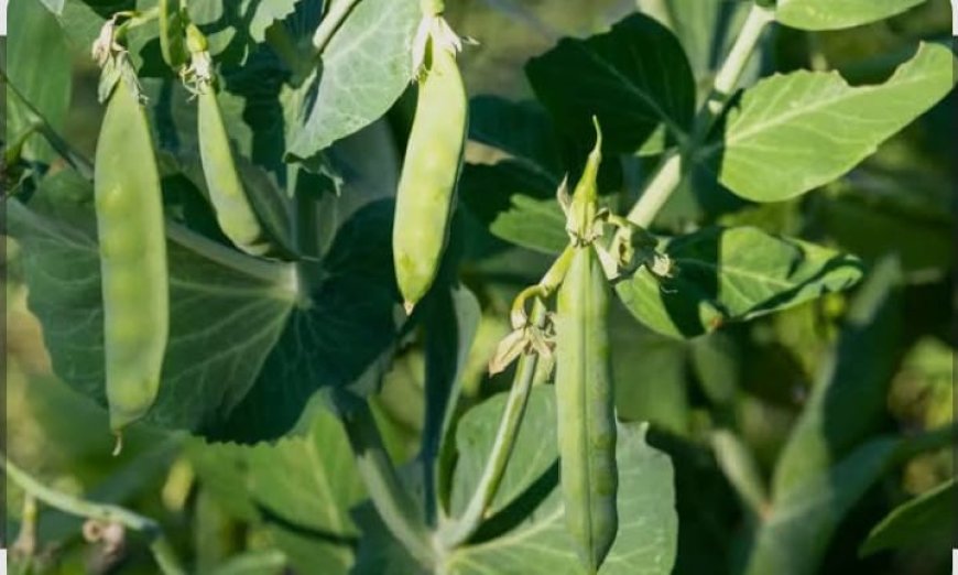 Déforestation : des chercheurs et journalistes africains encouragent les producteurs agricoles à cultiver des légumineuses pour restaurer les sols dégradés