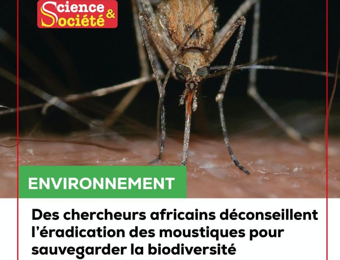 Environnement : des chercheurs africains déconseillent l’éradication des moustiques pour sauvegarder la biodiversité