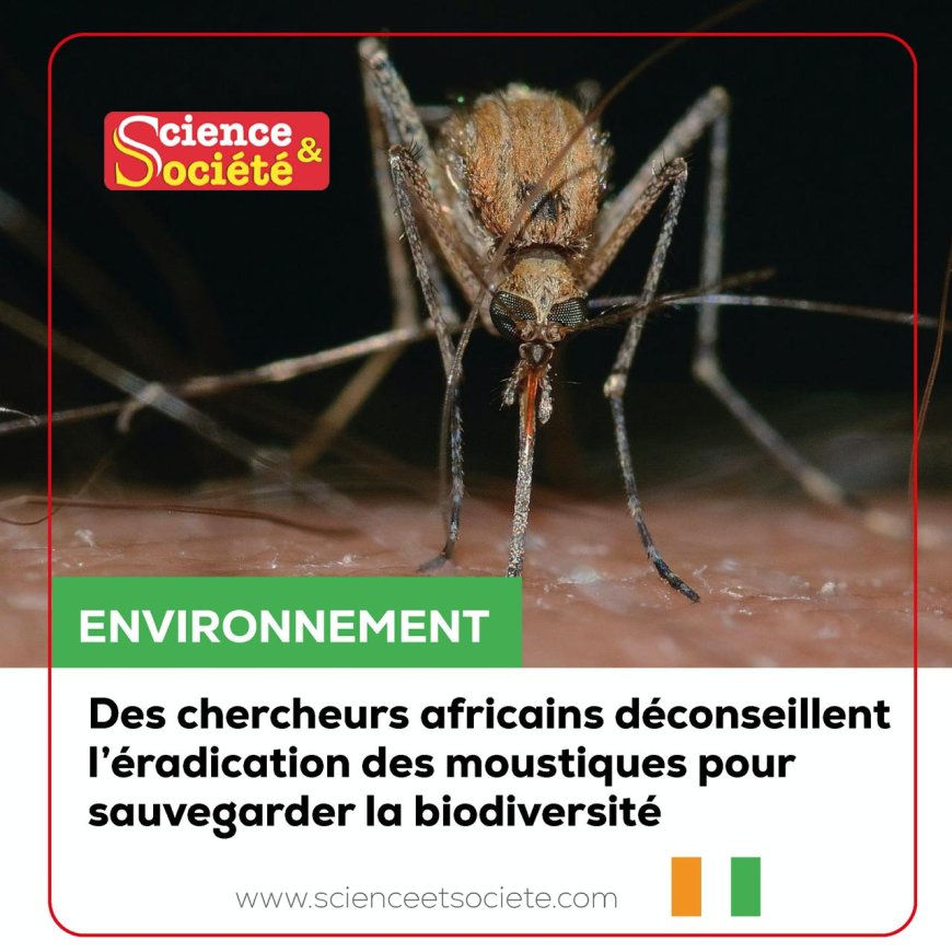 Environnement : des chercheurs africains déconseillent l’éradication des moustiques pour sauvegarder la biodiversité