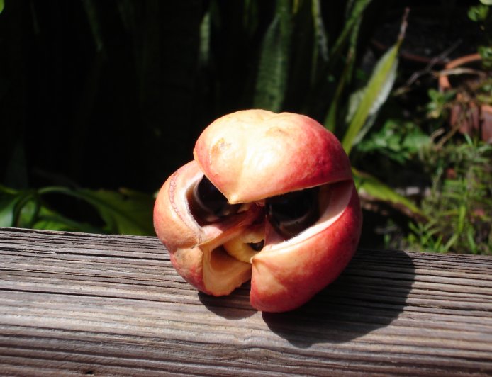 L'Aké, un fruit dangereux avant maturation. Des enfants tués en Côte d'Ivoire