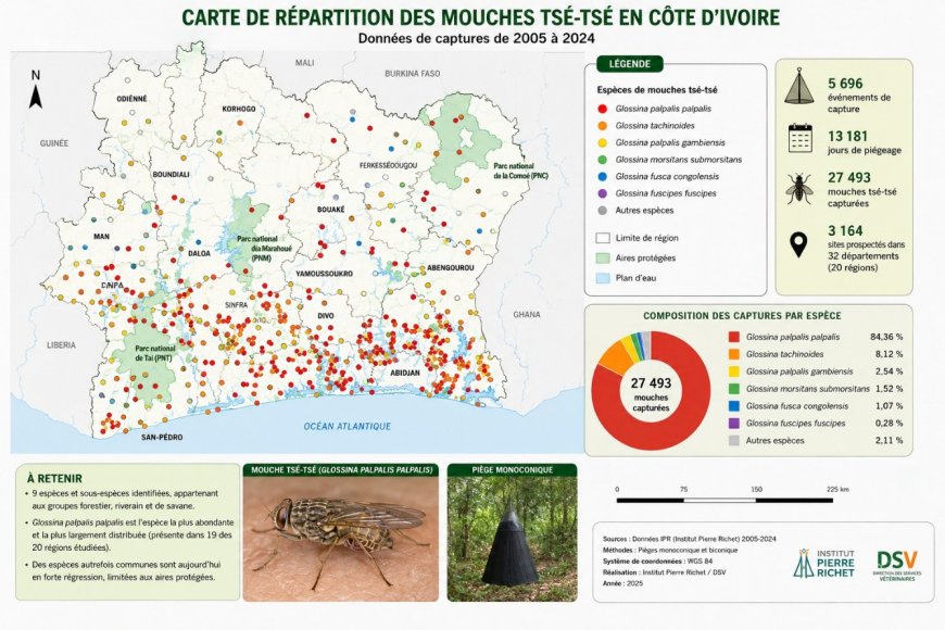 Maladie du sommeil : voici où se cachent encore les mouches tsé-tsé en Côte d'Ivoire