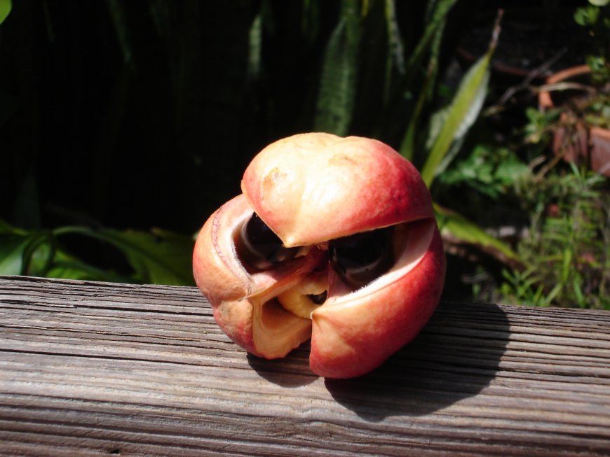 L'Aké, un fruit dangereux avant maturation. Des enfants tués en Côte d'Ivoire